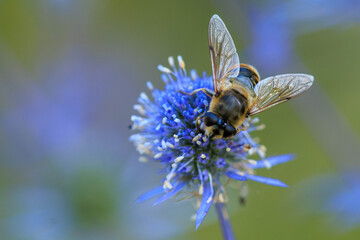 Mistbiene - Eristalis tenax © Winfried Rusch