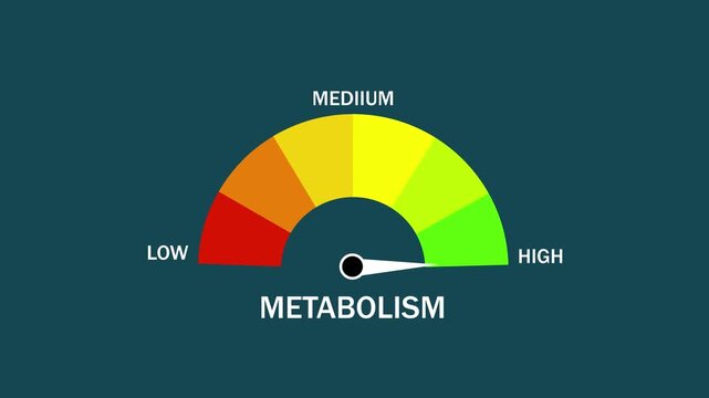Animated metabolism gauge meter indicating variable health levels from low to featuring a dynamic moving needle for tracking biological energy consumption, weight loss progress, and fitness tracking