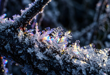 Obraz premium Prismatic ice crystals reflecting rainbow light on winter branch
