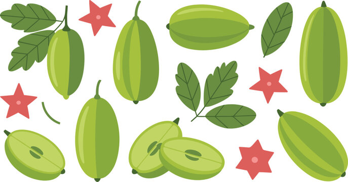 Averrhoa bilimbi tropical sour green fruit collection vector set with fresh 