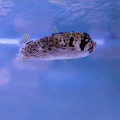 Spotted pufferfish swimming underwater in a marine aquarium © Kimsk6436