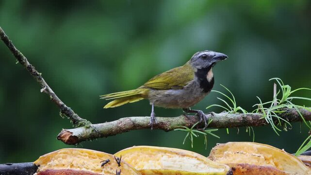 Saltador gorgianteado (Saltator maximus) perchado en una rama en Costa Rica
