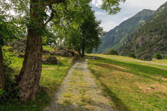 Guttannen, Switzerland. Curved gravel hiking path beneath mature trees in the Bernese Alps