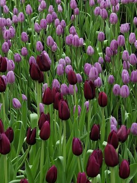 Purple and Burgundy Tulip Field in Full Bloom Spring Garden