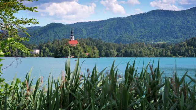 View of the Church of the Assumption on Bled Island in Lake Bled, Slovenia, framed by swaying reeds on a sunny summer day with crystal-clear alpine scenery.