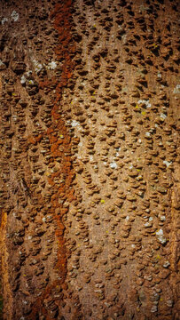 tree bark tropical angico Anadenanthera colubrina