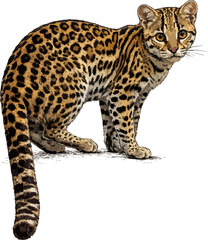 Naklejka premium Leopardus wiedii illustration art