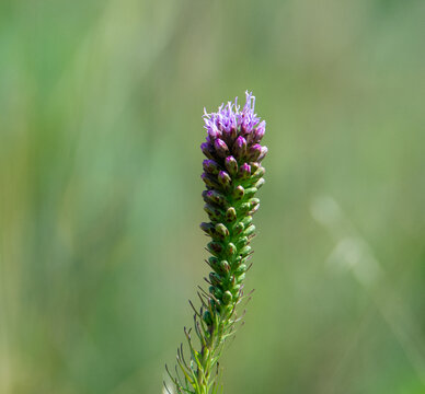 Blazing Star Wildflower Bloom with Purple Flower Spike