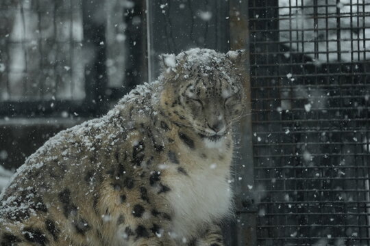 Snow leopard resting peacefully during snowfall at a zoo