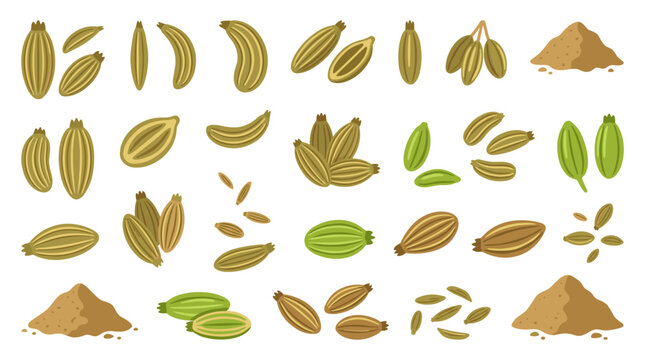 Collection of stylized green and brown cardamom pods, seeds, and ground spice, isolated on a white background, culinary