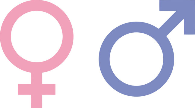 Vector illustration of male and female gender symbols in pink and blue colors on a white background, representing gender identity, equality, and diversity in a modern style