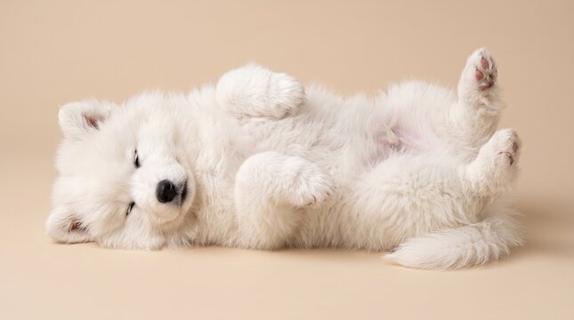 Cute fluffy white puppy sleeping on its back