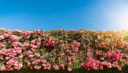 Obraz premium Luxurious Rose Wall Bathed In Sunshine With Clear Blue Sky Background
