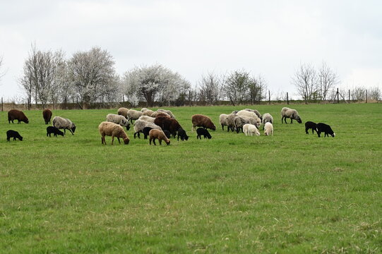 Flock of Sheep and Lambs Grazing on Green Spring Pasture, Rural Farming Concept