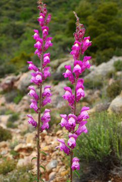 The beautiful flowers of Antirrhinum majus in mid-spring in the Pyrenees.