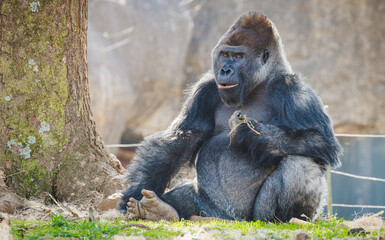 Western Lowland Silverback Gorilla at the zoo is the largest primate and native to West African. Due to habitat loss and poaching the West African Gorilla is a critically endangered primate. © Wildspaces