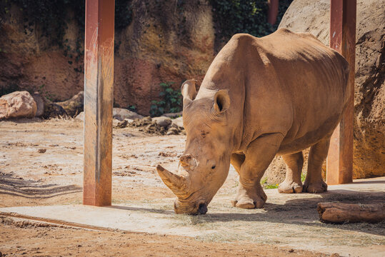 Southern White Rhino at the zoo native to Southern Africa is the largest rhino and is a critically endangered species due to poaching.