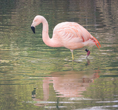 Chilean Flamingos in a zoo habitat. The Chilean Flamingo is a subspecies of the American Flamingo but is lighter in color. Native to South America they feed on algae in shallow alkaline lakes.