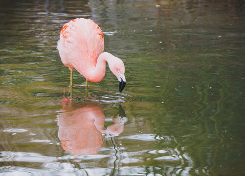 Chilean Flamingos in a zoo habitat. The Chilean Flamingo is a subspecies of the American Flamingo but is lighter in color. Native to South America they feed on algae in shallow alkaline lakes.