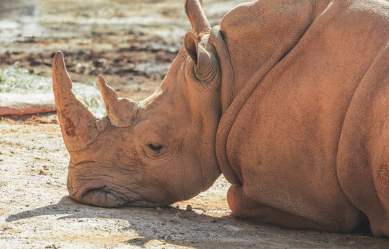 Southern White Rhino at the zoo native to Southern Africa is the largest rhino and is a critically endangered species due to poaching.