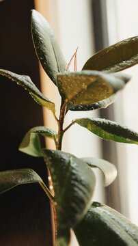 Vertical video. Close-up of water mist spraying across glossy ficus leaves during plant care indoors.