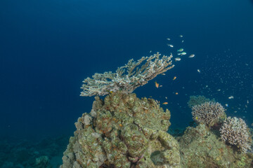 Coral reef and water plants in the Red Sea, Eilat, Israel  © yeshaya