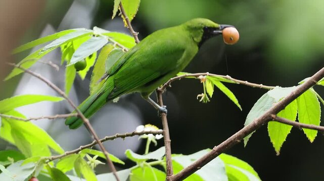 Greater Green Leafbird Eating Jamaican Cherry While Perching