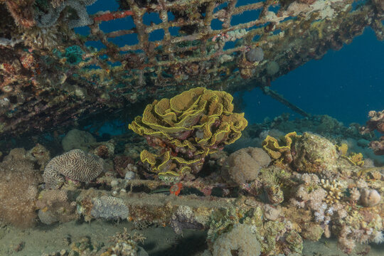 Coral reef and water plants in the Red Sea, Eilat, Israel
