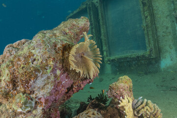 Coral reef and water plants in the Red Sea, Eilat, Israel  © yeshaya