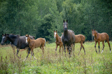 Fototapeta premium Mare and Foals Standing Together in a Green Summer Meadow