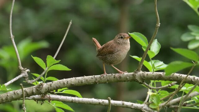 Eurasian Wren young male warning call on a branch in slow motion