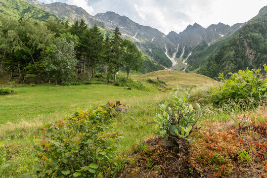 Guttannen, Switzerland. Alpine meadow with wild vegetation and rugged mountain peaks in the Bernese Oberland