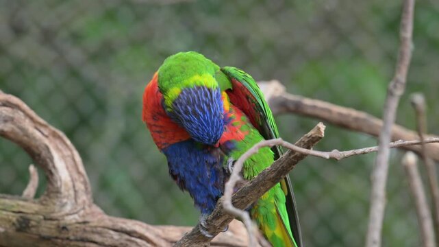 rainbow lorikeet (Trichoglossus moluccanus) parrot adjusting feathers