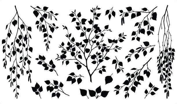 Birch branches with leaves in silhouette against a white background for graphic design