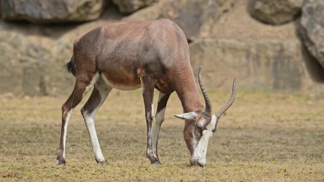 blesbok or blesbuck (Damaliscus pygargus phillipsi) grazing