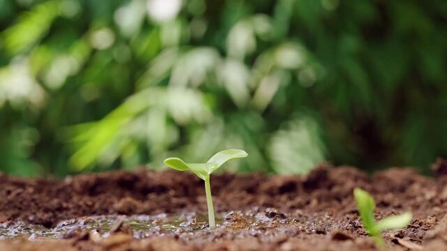 Slow Motion Close View of a Water Droplet Hanging from a Tiny Seedling Surrounded by Wet Soil, Hydration, Fresh Growth, and New Life