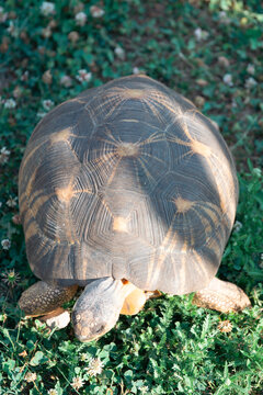 radiated tortoise walking on green grass with clover flowers in the garden showing its detailed shell with star patterns, concept of exotic animal, wildlife nature, biodiversity conservation