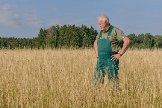 An elderly organic farmer stands in a sun-drenched, dried-out grass field, looking down thoughtfully during a severe summer drought.