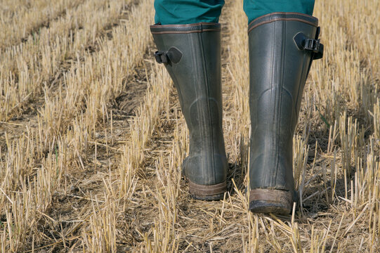 Close-up of a person wearing green wellington boots walking through a dry, harvested agriculture field with remaining crop stalks on a sunny day.
