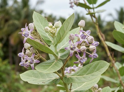Purple Calotropis gigantea flowers. Crown flower plant blooming in a tropical garden.