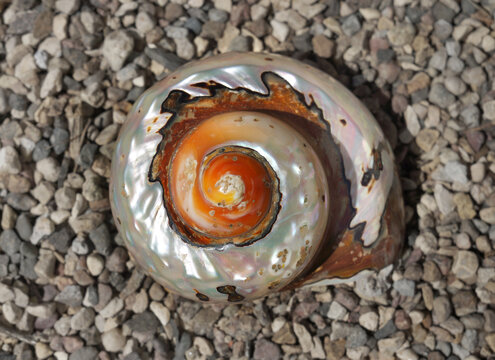 Seashell on gravel background, detailed, textured, natural colors