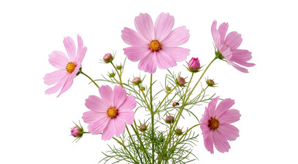 Beautiful pink cosmos flowers with green stems and buds in a natural garden setting isolated on transparent background © AF LAB