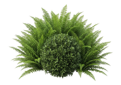 A round green shrub surrounded by lush ferns isolated on transparent background