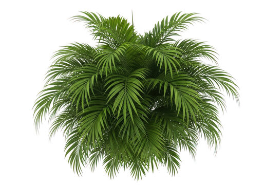 A lush green palm plant isolated on transparent background