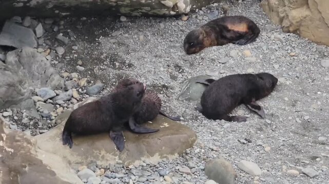 Kaikoura, New Zealand - Seal Pups Resting On Rocky Shore Marine Wildlife Behavior Coastal Nature Video. A wildlife video showing three seal pups resting on a rocky coastal shore. 