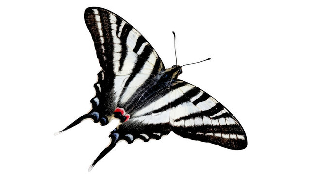 Beautiful zebra swallowtail butterfly with black and white striped wings flying and showing delicate wing patterns isolated on transparent background