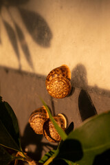 Garden Snails on Sunlit Wall with Warm Evening Shadows © Natalia