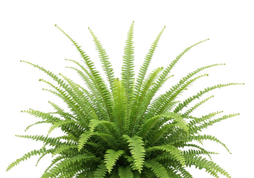Lush green fern plant with long fronds isolated on transparent background