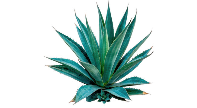 A single green agave plant with sharp pointed leaves standing alone isolated on transparent background