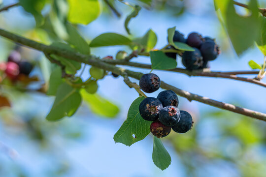 Ripe serviceberry fruit on a branch with green leaves.